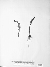 Botrychium lunaria image